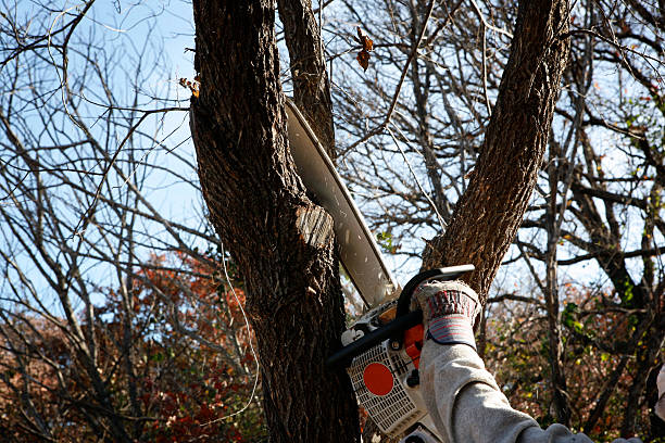 Best Tree Cabling and Bracing  in Park Ridge, NJ