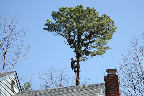 Best Tree and Shrub Care  in Park Ridge, NJ